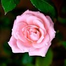 Delicate pink rose in full bloom with vibrant green leaves, perfect for romantic occasions.